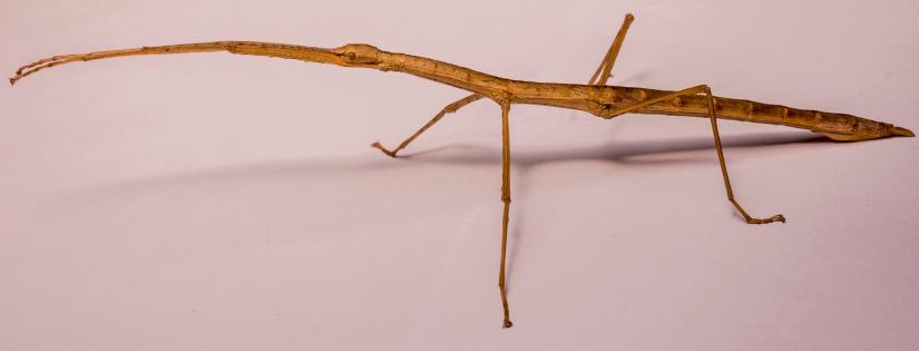 34177390844_9e6afaa20d_o