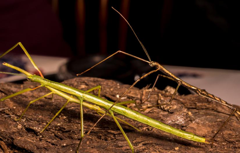 34633595960_2f51c03af6_o