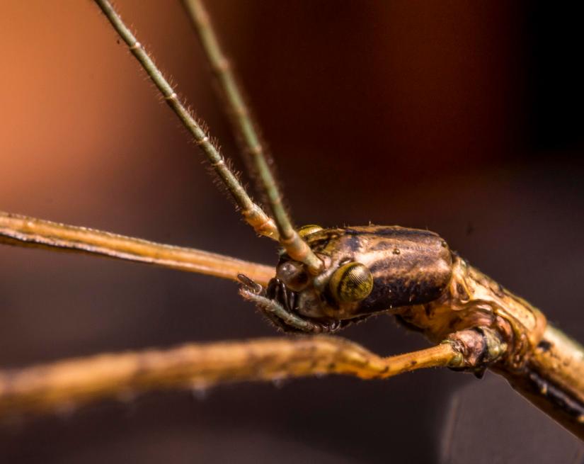 34633608980_5ae45f8b63_o