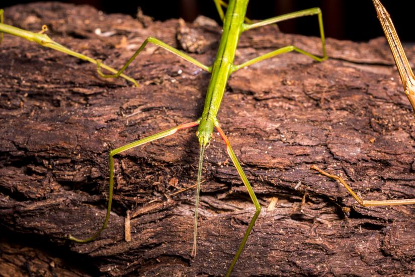 34888835331_a988954d15_o