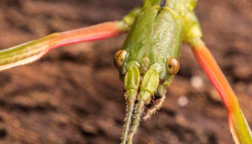 34980892876_2555fca9d0_o